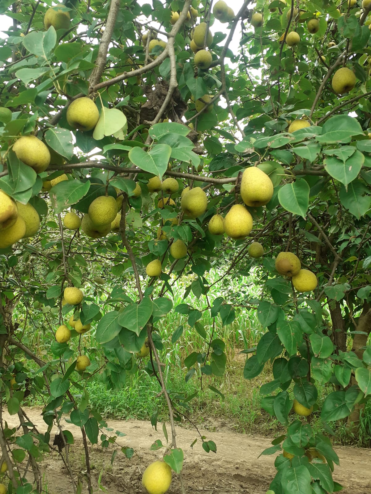 Indoor plants collection