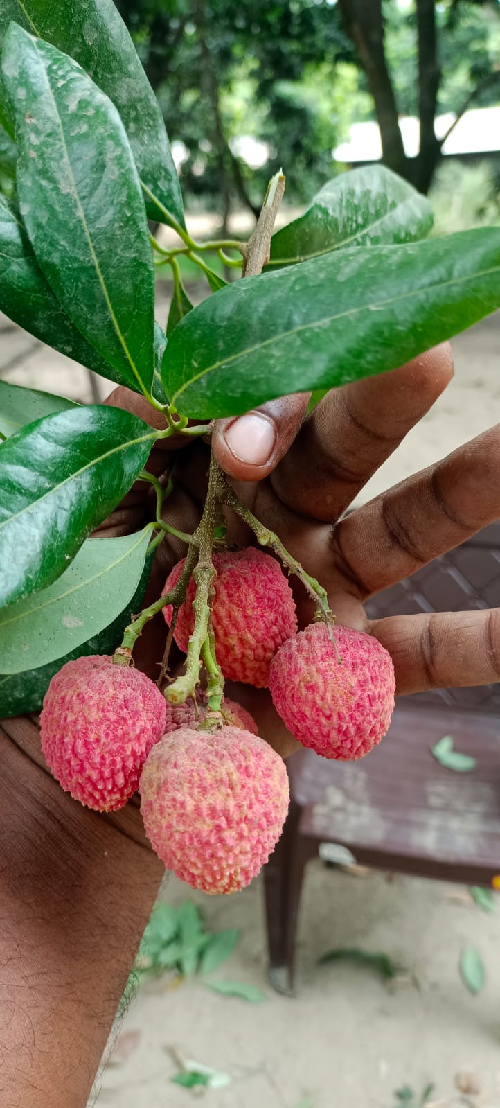 Succulent collection