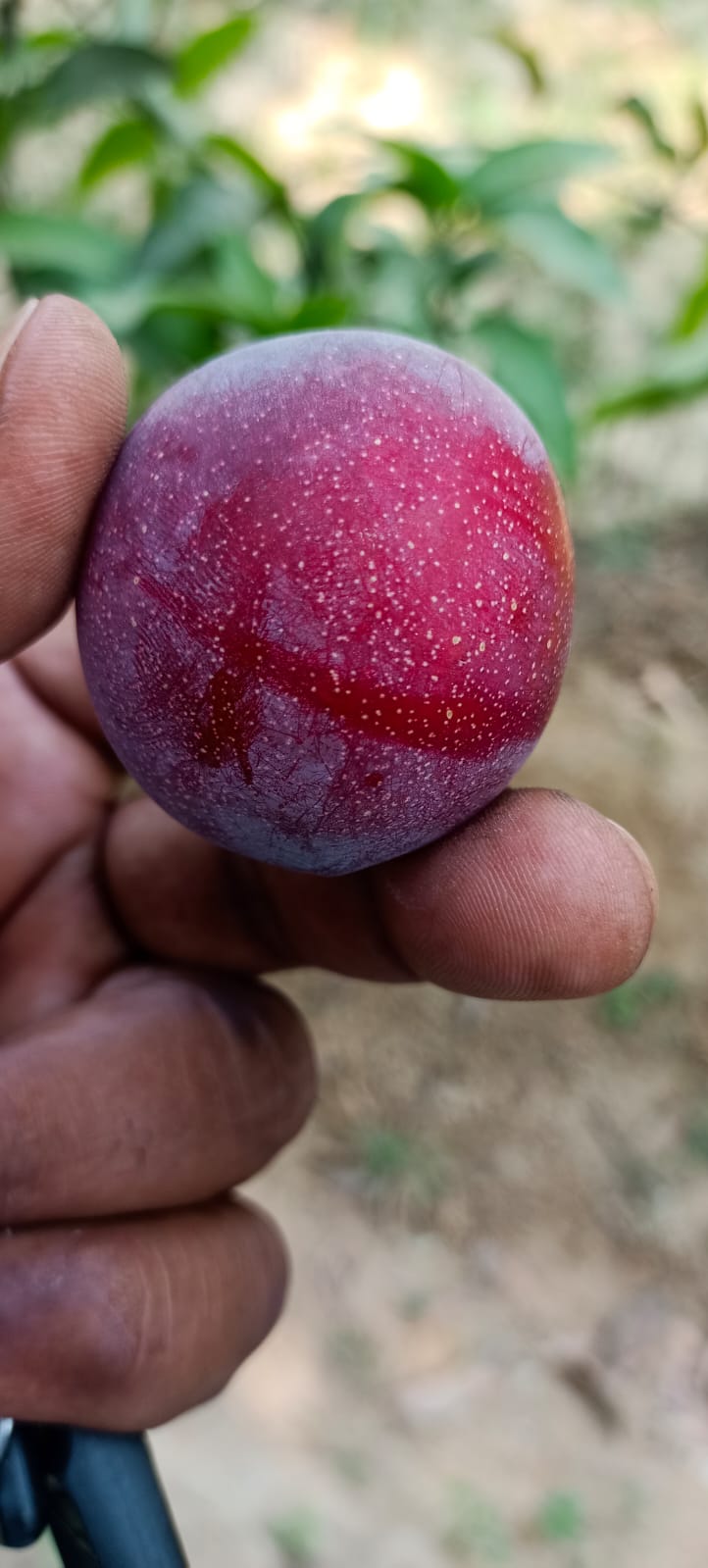 Garden landscape project