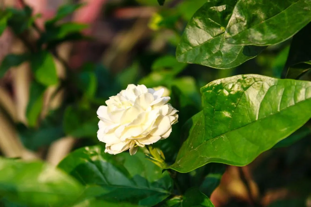 Arabian Jasmine