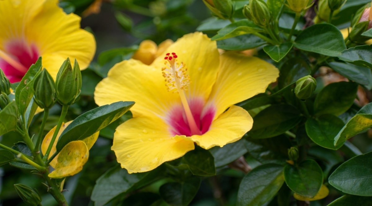 Chinese Hibiscus