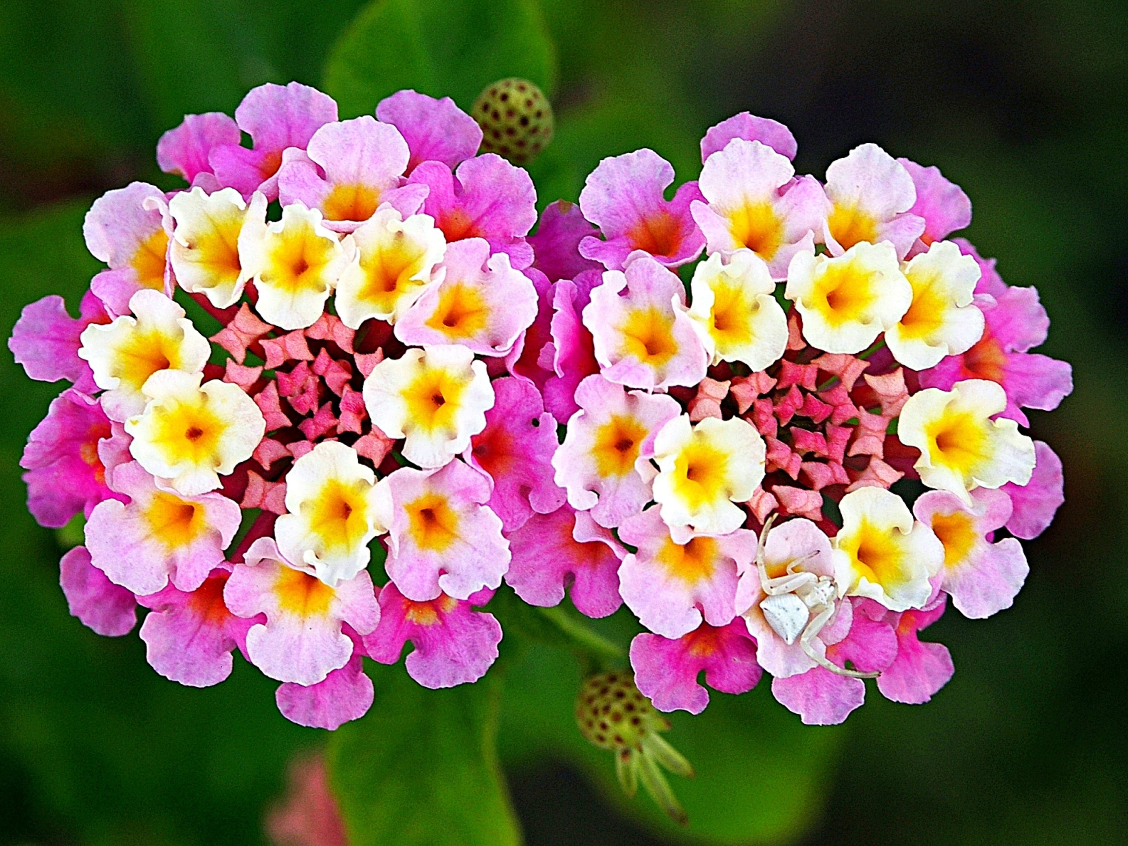 Lantana Camara