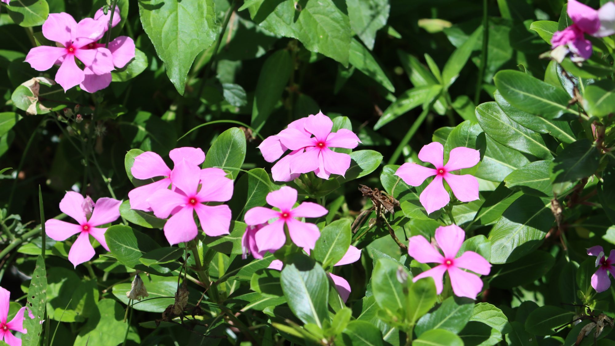 Madagascar Periwinkle