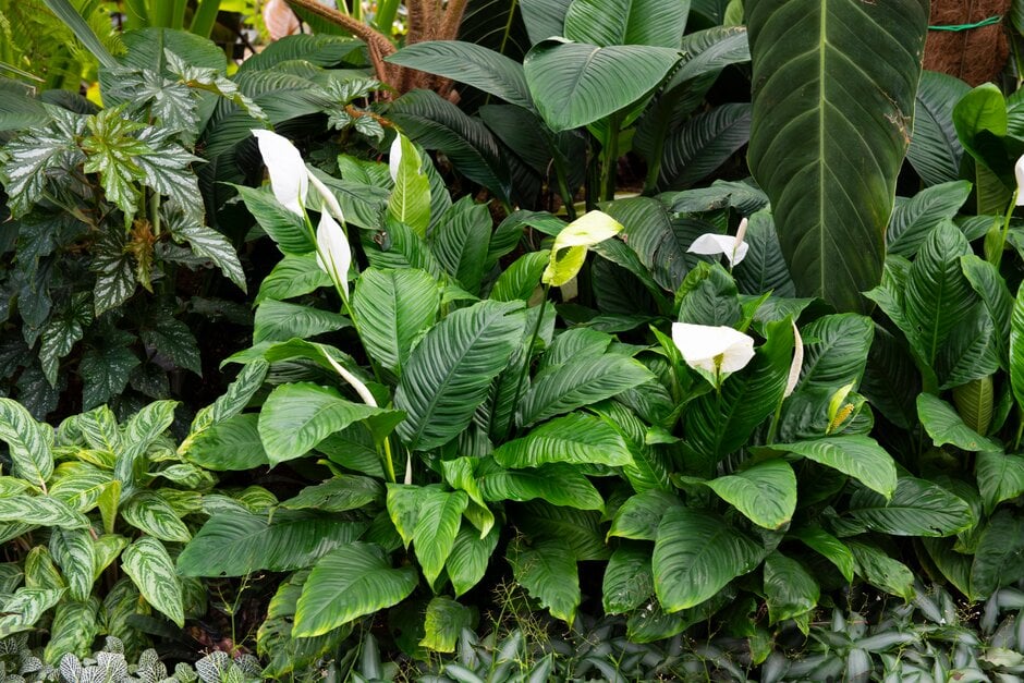 Spathiphyllum